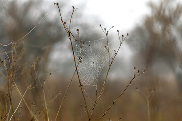 Beautiful spider web with drops on a dry branch on a blurred monochrome background. Sad picture of autumn cloudy weather