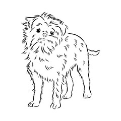 Affenpinscher dog black drawing vector, isolated face painting sketch line illustration sketch