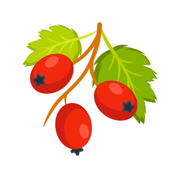 recommend clip art: Branch with ripe hawthorn berries and green leaves growing in nature