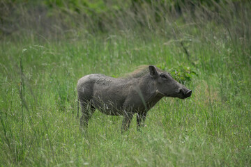 Single warthog in a field
