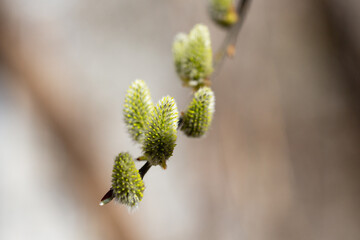 Willow branch with catkins near the river in sunny weather, willow - Easter symbol