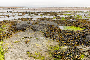 Coastal Rockpool with Spiral Wrack and Bright Green Gutweed Seaweeds