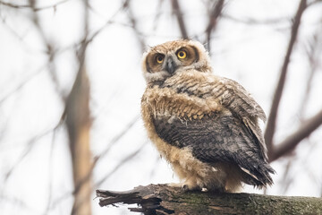 great horned owl (Bubo virginianus) baby