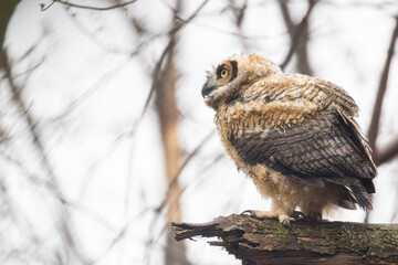 great horned owl (Bubo virginianus) baby