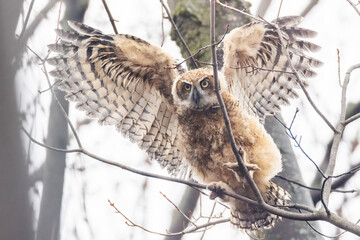 great horned owl (Bubo virginianus) baby