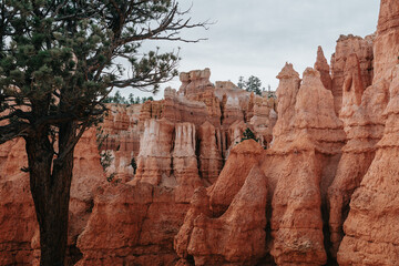 Bryce Canyon, Utah, hoodoos, tree, sandstone, canyon, rock formations, national park, nature, erosion, geology, scenic view, desert, hiking trail, American Southwest, red rocks, rock spires, wildernes