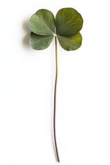 Elegant four leaf clover on white background showcasing vibrant green hues and delicate leaf veins conveying luck and fortune in a minimalist botanical style