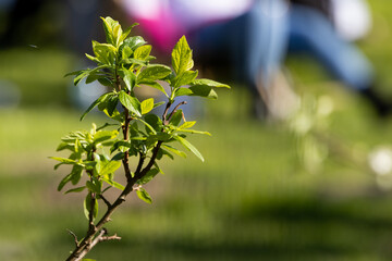 kwitnące drzewo na wiosnę © workszop