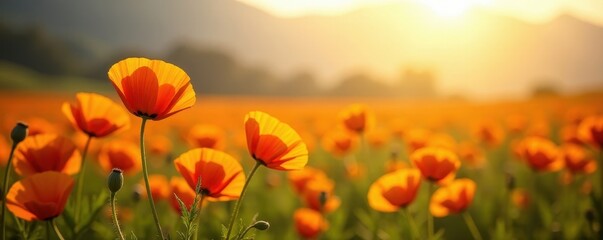 Sunlight illuminates a field of California poppies, dancing in the wind , nature photography, vibrant