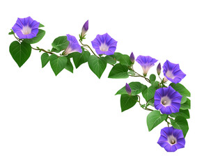 Purple Morning Glory Flowers with Green Heart-Shaped Leaves isolated on white or transparent background PNG