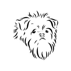 Affenpinscher dog black drawing vector, isolated face painting sketch line illustration sketch