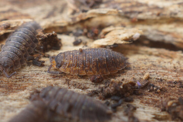 Closeup of several pill bugs crawling across decaying wood. The arthropods appear to be scavenging in a damp, shaded environment.