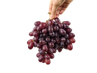 A branch of ripe juicy grapes in a woman's hand