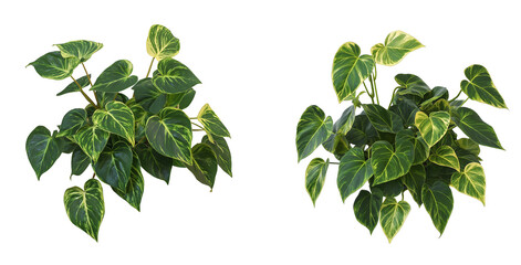 Variegated Philodendron Plant with Heart-Shaped Leaves isolated on white or transparent background Cutout PNG
