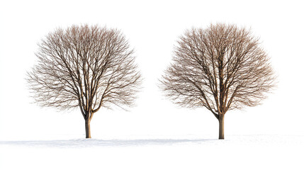 Fototapeta premium Set of Maple (genus Acer) and Tilia winter frontal set street trees isolated in sunny daylight on a white background