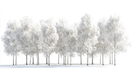 Fototapeta premium Set of Populus alba (commonly called silver poplar, silverleaf poplar, white poplar, abele) frontal set street trees isolated on a white background 