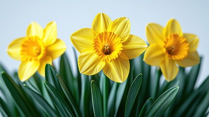 Three Vibrant Yellow Daffodils in Full Bloom
