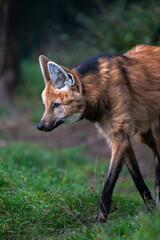 Portrait of a Maned Wolf (Chrysocyon brachyurus)