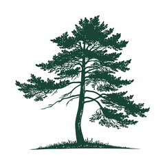 Obraz premium A simple, symmetrical of a tall evergreen pine tree with layered branches, dark green color, isolated on a clean and minimalistic flat vector style