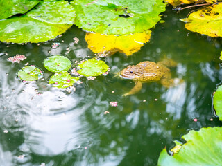 Brown frog swim in lotus pond 