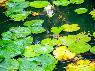 Brown frog swim in lotus pond 