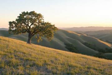 A tree is standing in a field of grass. The sky is a beautiful orange color. The scene is peaceful and serene