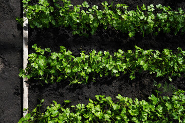 Rows of parsley growing in a garden bed in a greenhouse. Growing greens in the garden. Healthy lifestyle. Agroculture of Ukraine. 