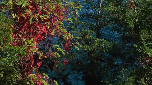 Trees with colourful - green, red and yellow - autumnal leaves and continuously changing disquiet blue sea surface. Slow motion wavy water on a sunny morning. Natural background concept.