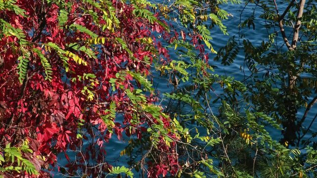 Trees with colourful - green, red and yellow - autumnal leaves and continuously changing disquiet blue sea surface. Real time wavy water on a sunny morning. Natural background concept.