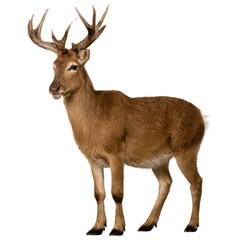 Obraz premium deer isolated on white background
