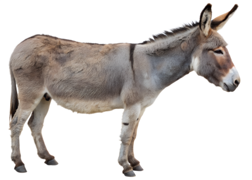 Gray Donkey Standing Profile Isolated on Black Background Farm Animal Photography