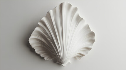 White elegant sea jacobean scallop shel isolated on white background