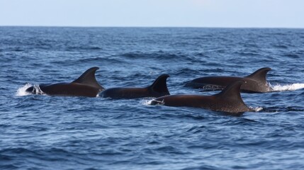 Naklejka premium Pod of False Killer Whales Surfacing in Open Ocean