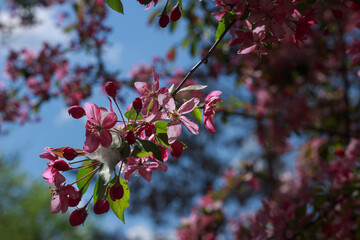 A blooming branch of an apple tree in spring