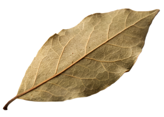 Single Dried Bay Leaf Close Up Macro Photography on Black Background