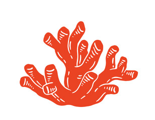 Red coral vector illustration. Hand drawn precious coral.