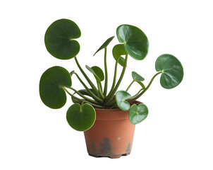 A captivating close up of a vibrant peperomia leaf with a perfectly round shape, elegantly isolated against a pristine backdrop emphasizing nature's artistic details