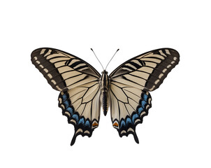 Fototapeta premium A Captivating Zebra Longwing Butterfly in Flight, Detailed View of Graceful Wings and Intricate Patterns Against a Clean Backdrop, Revealing its Beauty