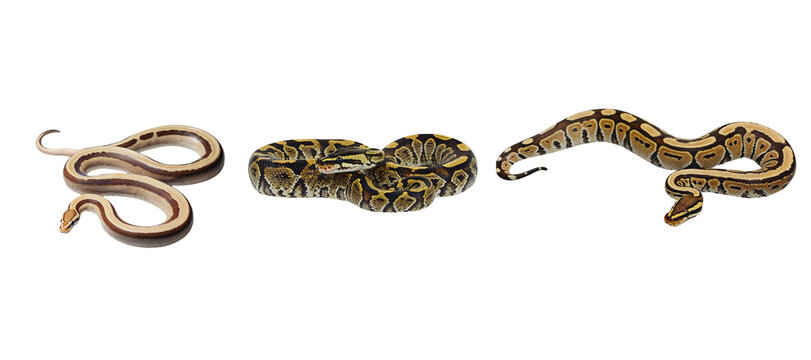 Three snakes of different patterns on a white background isolated
