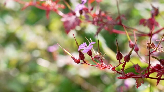 Geranium robertianum pink flower with peak-shaped inflorescences. Blooming wild herb-robert plant