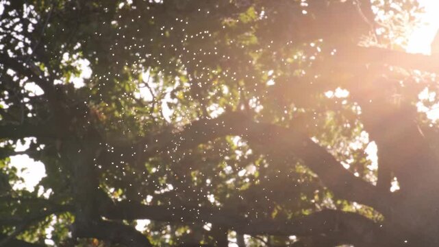 Tiny midges flying against beautiful autumnal backlight. Fauna of the Adriatic Coast near Opatija, Croatia. Many little insects, mosquitoes and bugs dancing in the afternoon sunshine.
