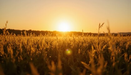 Fototapeta premium A golden sunset casts warm light over a field of tall grass, creating a serene and tranquil landscape.
