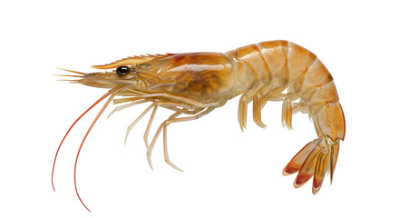 Isolated Fresh Cooked Shrimp with Antennae