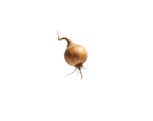 An isolated yam, suspended in air, dances with gravity against a pure space, a celebration of nature's artistry and the peculiar beauty of root vegetables