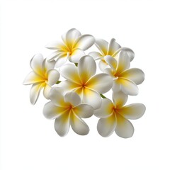 Frangipani flower cluster isolated on white background