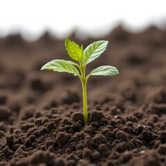 young seedling plant growing from soil isolated on white or transparent png