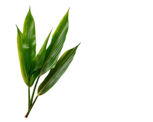 Aromatic Pandan Leaf Display, Green and Yellow Foliage with Textural Highlights for Culinary and Decorative Applications on a Uniform Backdrop