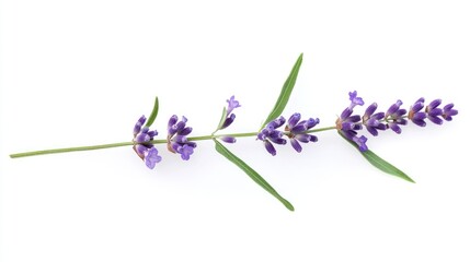 Obraz premium Lavender sprig on white background