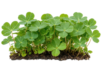 Lush vibrant clover patch isolated on black background showcasing vibrant green leaves and on transparent background