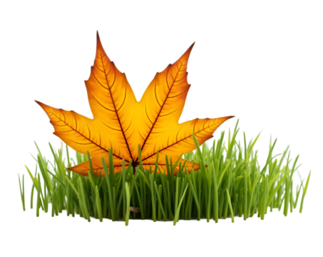 Autumnal Still Life, A Vibrant Fallen Leaf Resting on a Patch of Fresh Green Grass Against a Clean White Background, Highlighting Seasonal Contrast
